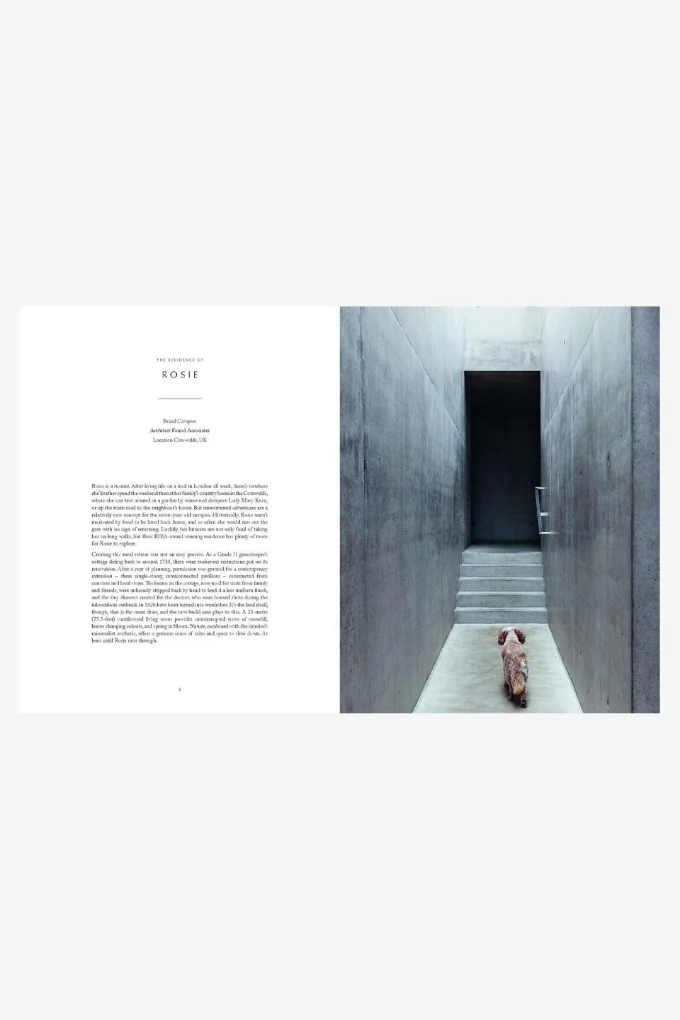 Resident Dog (Compact Edition) - Image 4