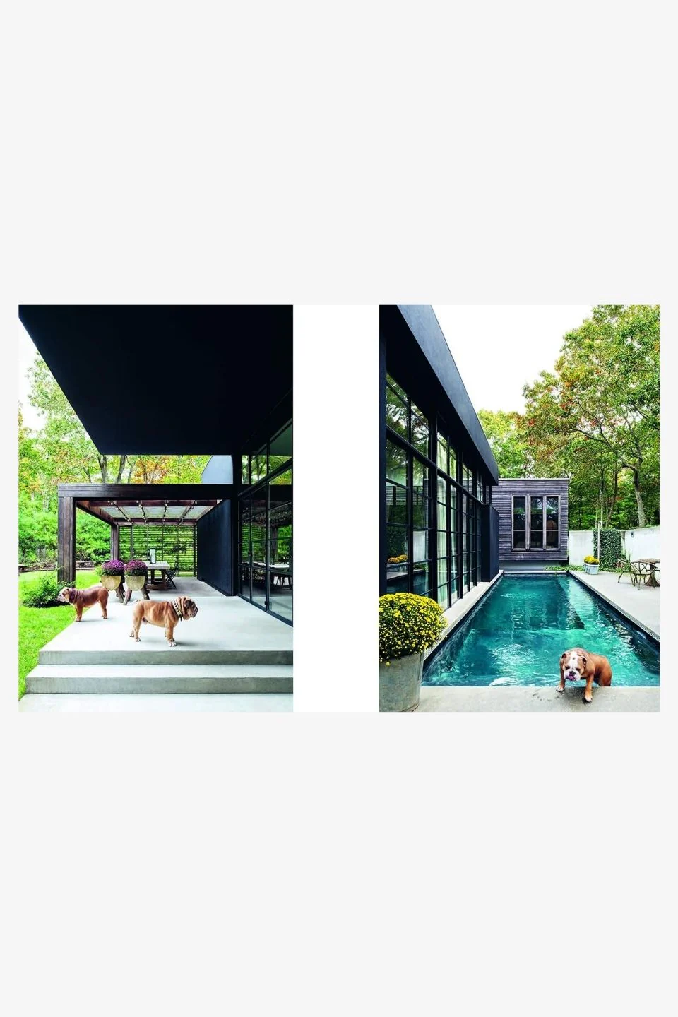Resident Dog (Compact Edition) - Image 7